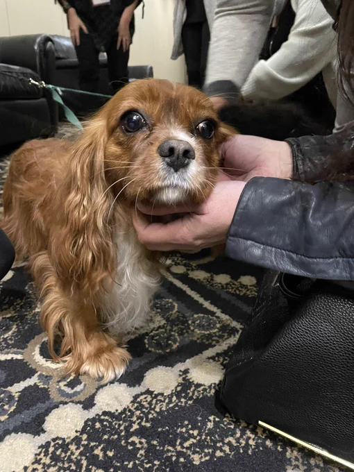 Therapy dog being pet by someone at the conference