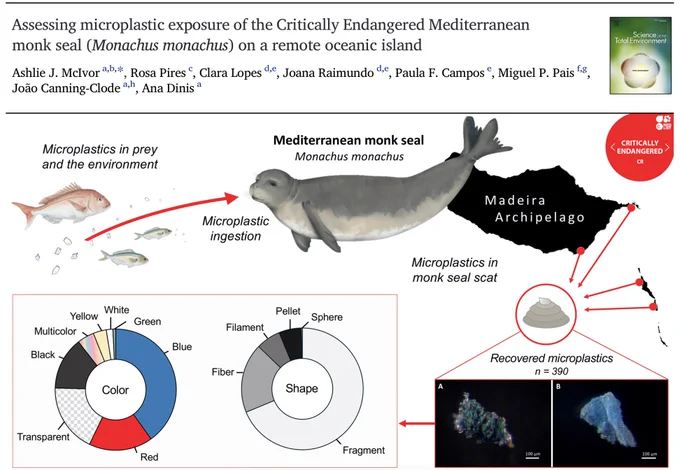 The visual abstract shows the manuscript title "Assessing microplastic exposure of the Critically Endangered Mediterranean monk seal (Monachus monachus) on a remote oceanic island" alongside the list of authors. Below, describes that microplastics are in prey and environment, monk seals ingest microplastics, and microplastics can then be found in monk seal scats. Scat samples were collected in the Madeira archipelago, 390 microplastic particles were recovered, the majority were fragments, and the dominant colour was blue. 