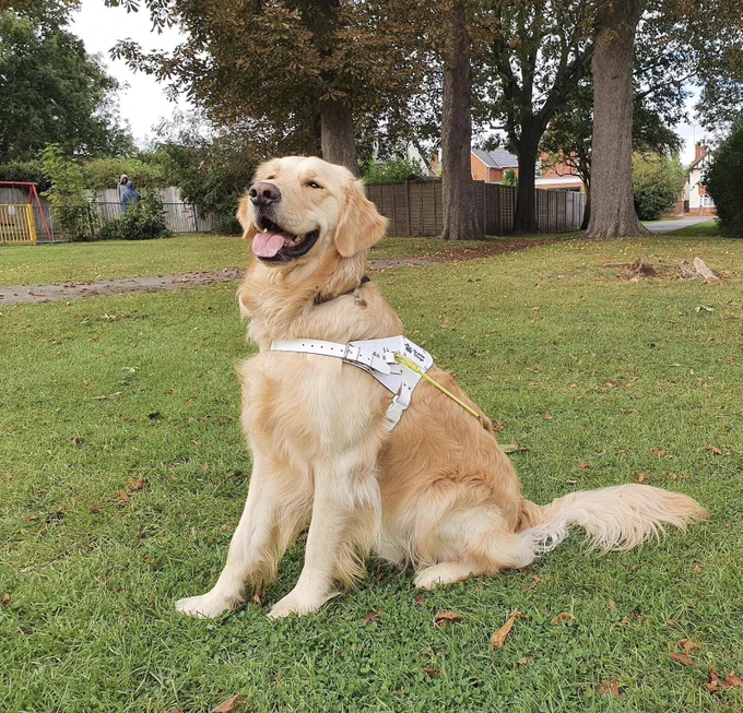 Golden retriever Bailey sitting in a park. He is smiling and showing the beautiful feathers on his tail.
