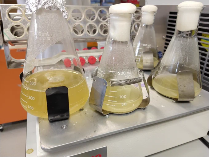 Conical flasks in laboratory experiment