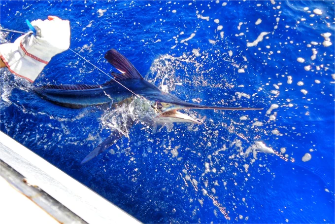 A white marlin hangs off a fishing line near the surface of the water next to a boat.