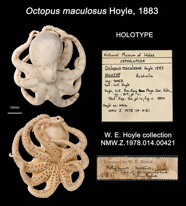 Octopus maculosus Hoyle, 1883 Holotype