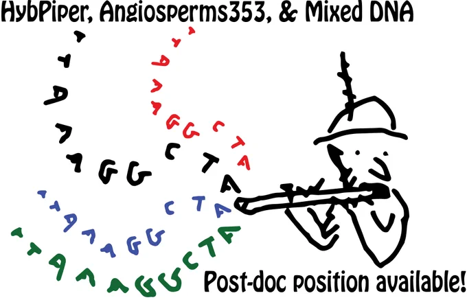 The HybPiper logo (cartoon person with jaunty hat and a flute) but creating several sets of DNA "music" instead of just one. At the top reads: HybPiper, Angiosperms353, and Mixed DNA. At the bottom: Post-doc position available!