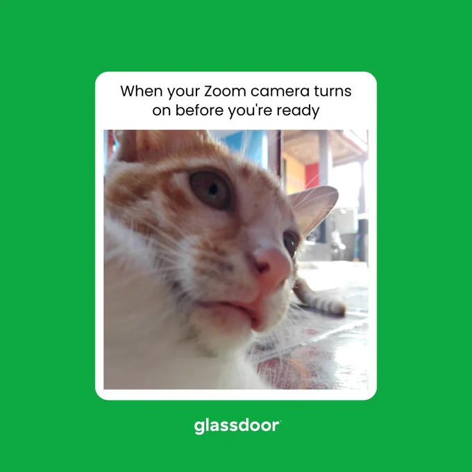 The image contains a cat represents being not ready when your zoom camera turns on.