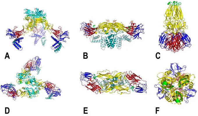 Models of the flavivirus structural proteins corresponding to various stages in the virus
life cycle. (A–C): Immature DENV1 trimer, mature USUV dimer and the fusogenic DENV hairpin
Viruses 2022, 14, 2213 8 of 29
conformation, respectively. Corresponding top views are depicted in (D–F), respectively. For the
immature E trimer and the E dimer, the E-stem region is also shown. The models are color coded as
follows: DI (red), DII (yellow), DIII (blue), fusion loop (green), glycosylation sites (orange) and prM
(cyan); for (B,E), the E-stem is in light blue and M protein is in teal. 