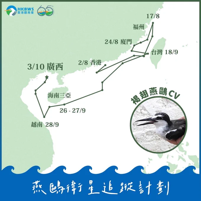 Autumn migration of a Bridled Tern in South China