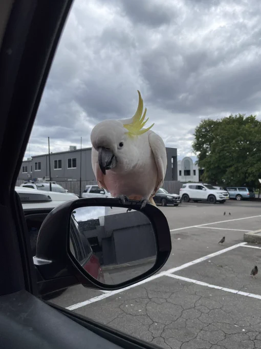 Sulfur crested cockatoo sitting on car side mirror, window open, bird peering into car to search for food