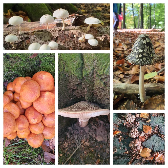 Diverse fungi in woodland 