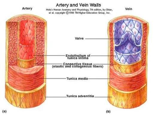 https://quizlet.com/568102716/ch20-blood-vessels-part-1-flash-cards/