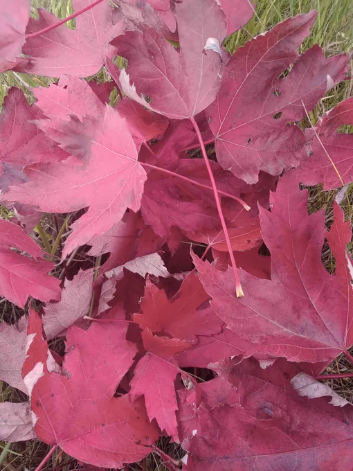 Canadian Maple 'Autumn Blaze'