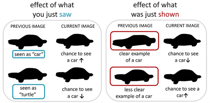 This image illustrates the 2 context effects found: on the left an effect of what the participants just saw, on the right an effect of what the participants were just shown. Images are from a set of car to turtle shapes. 

Effect of what participants just saw:
Both the previous and current image are shown, for two cases. In both, the previous image is the same, but the interpretation differed (seen as car versus turtle). When the previous image was seen as a car, chances are higher to see a car again in the current, more ambiguous image. When the previous image was seen as a turtle, chances are lower to see a car now.

Effect of what participants were just shown:
Both previous images were seen as a car, but in the former the image was a clear example of a car, in the latter a less clear example of a car. When seeing the current, more ambiguous image, chances are lower to see a car when the previous image was a clear example of a car than when it was a less clear example of a car. 