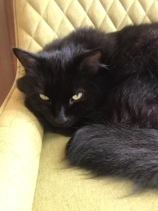 A fluffy black cat with yellow eyes is curled up on a yellow chair. 