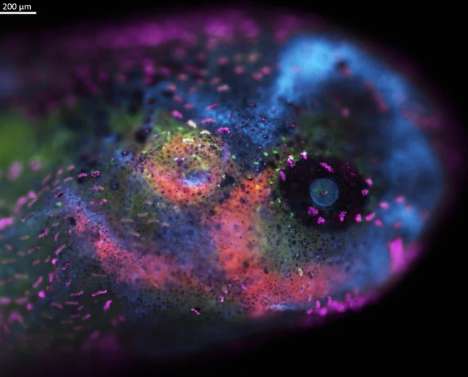 Immunohistochemistry in an axolotl tadpole showing jaw and sensory structures.