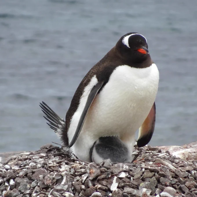 A Gentoo Penguin sitting on its nest of stones with its chick tucked under its body.