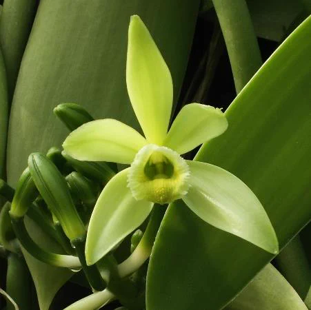 Fleur de vanille ©Piet.Q, Umr-Pvbmt