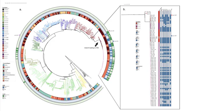 Maximum likelihood phylogenetic tree featuring a global collection of Salmonella Typhi isolated between 1980 and 1995. The long branch length separating early H58 isolates from nearest neighbors is indicated with an arrow. Genotype is indicated by branch color, and country of origin, presence of MDR, and presence of QRDR mutations are indicated by ring color, and colored per inset legend.