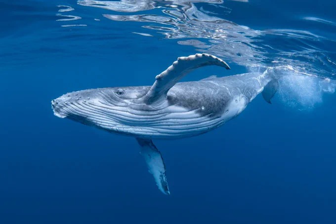 https://www.americanoceans.org/species/humpback-whale/