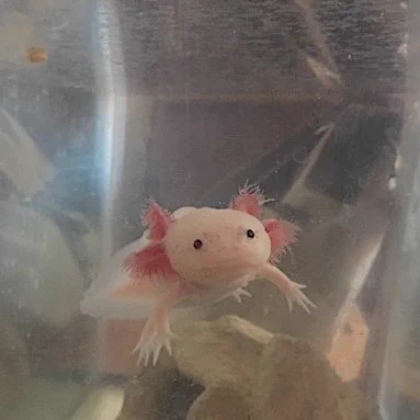 An axolotl (pink aquatic amphibian) in a tank