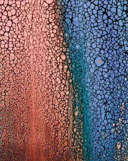 Abstract image with vertical swaths of cracked color: pink on the left and blue on the right