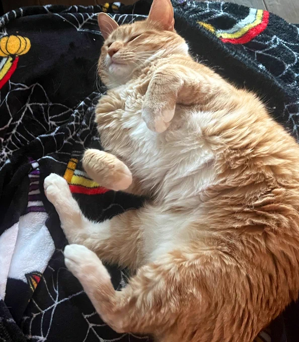 An orange cat is curled all twisty on one side with his front paws curled and held upright. His expression is noble even though he’s making a silly shape