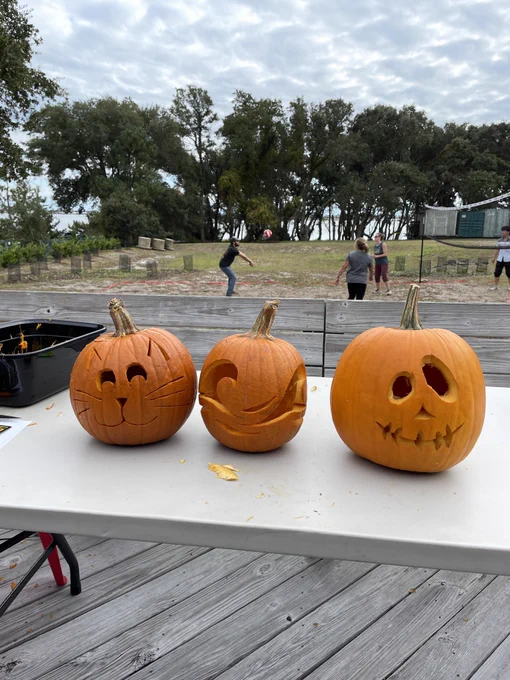 Three carved pumpkins on a table with volleyball in the background