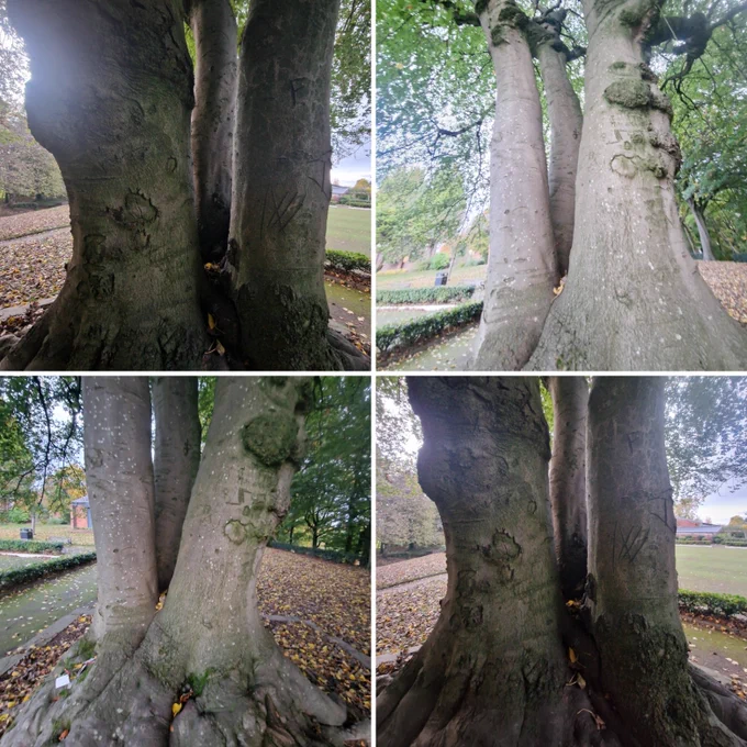 A college of a tree with wisdom. Growing from the root, its huge trunk splits Into three and stands tall and proud in the park. The bark on the tree is a grey brown colour with hints of green moss. The tree is surrounded by autumn leaves 