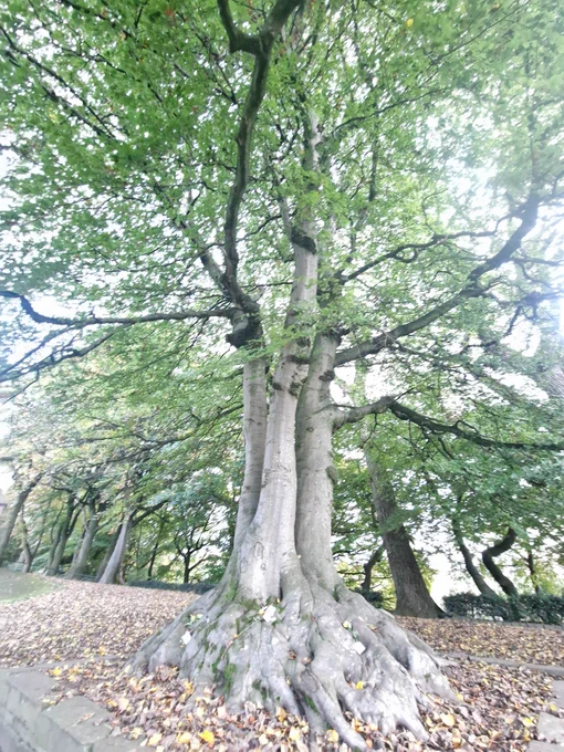 A tree with wisdom, green leaves and huge roots surrounded by the autumn leaves which have fallen