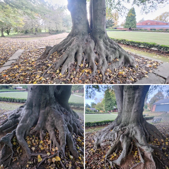 The tree of wisdom on three different pictures in a collage, focused and zoomed in on the roots which are aged, well rooted I to the ground. It almost looks like a giants hand 