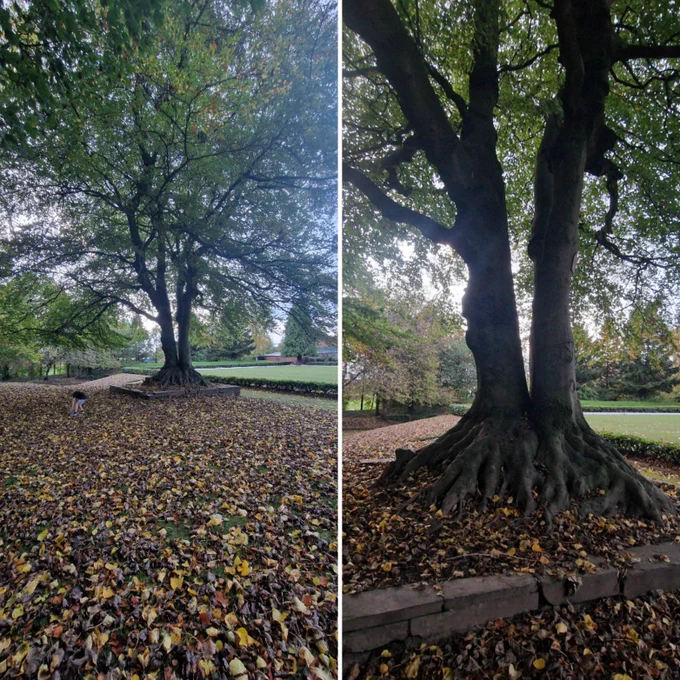 A tree with wisdom in the distance and another picture  closer up of the tree. The tree has huge roots and splits into three from the root 