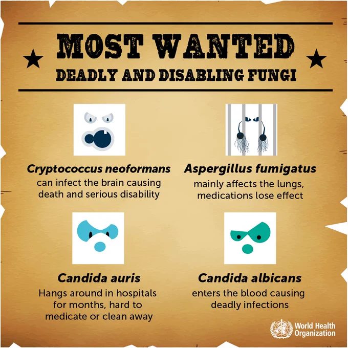 A wild west style illustration of a most wanted fugitive poster depicting deadly and disabling fungi:
Cryptococcus neoformans
Aspergillus fumigatus
Candida albicans
Candida auris