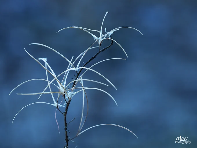 flower leaves autumn boreal ctLow fine art photography Brockville Ontario Charles T. Low photographer