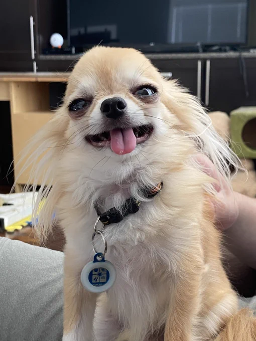 a blond chihuahua with long fur extending off the sides of his face and no visible ears squints at the camera with a crazed expression. his tongue is poking straight out of his mouth, his lumpy head is cocked slightly to the side, and his eyes appear to be drifting in different directions. he has a tag dangling from a loose collar, but if this is what you call “lost,” he doesn’t wish to be found.