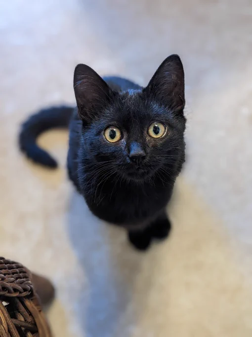 An angelic black kitten who definitely hasn't been causing any trouble