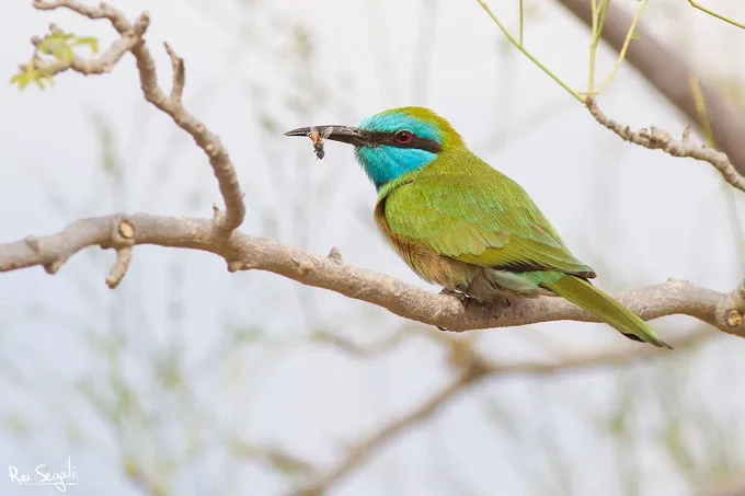 An Arabian Green Bee-eater eats a bee on a branch