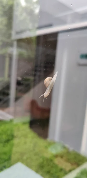 snail on the outside of a window