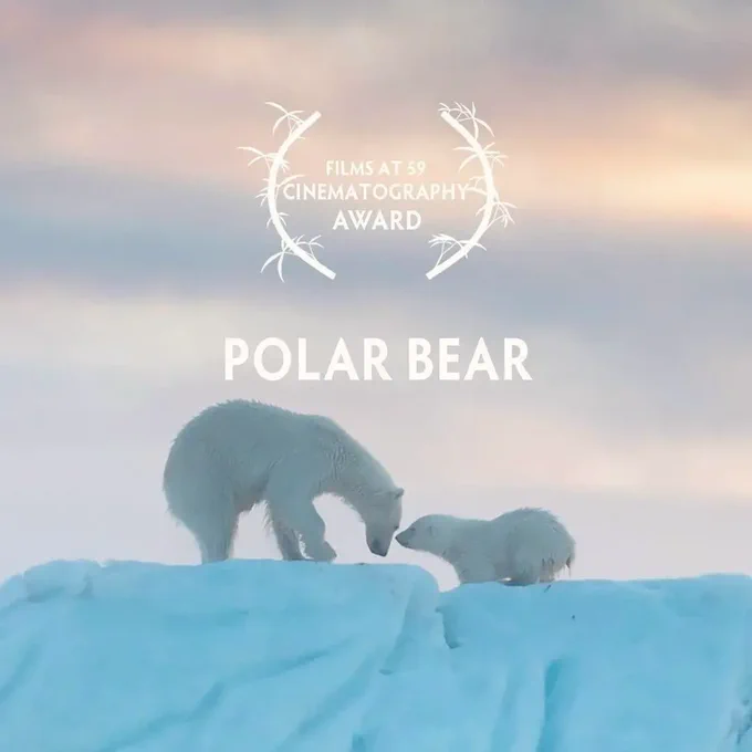 Polar bear Disney nature film. Disney  Svalbard, documentary, cinematography award