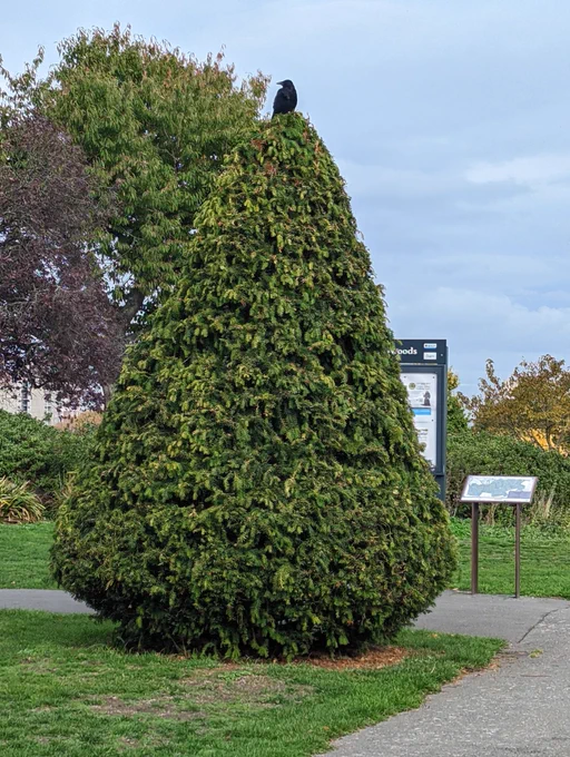 Crow at the top of a 5m tree