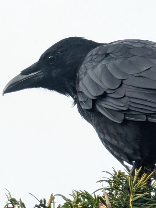 Well focused close up of a crow head