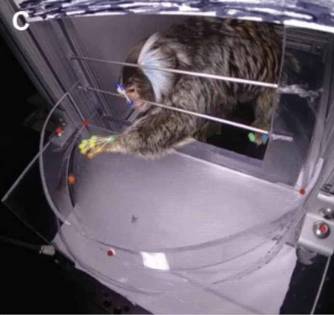 Marmoset reaching for cricket, overlaid with tracking markers from DeepLabCut.