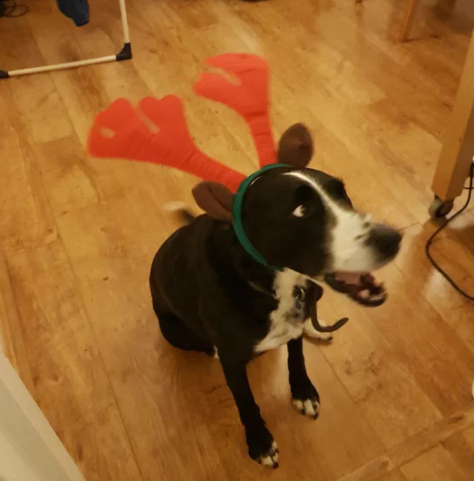 My dog in reindeer antlers