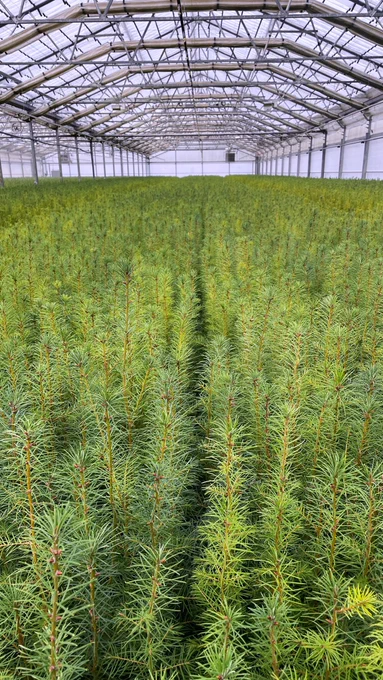 A greenhouse full of thousands of conifer seedlings. These trees and every person in the state of Washington have aged approximately 200 years since the start of the Mariners-Astros game.