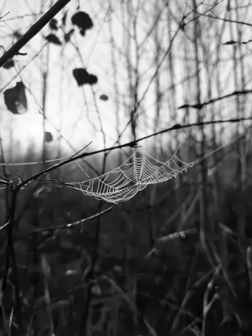 Black and white backlit picture of a spiderweb full of water drops