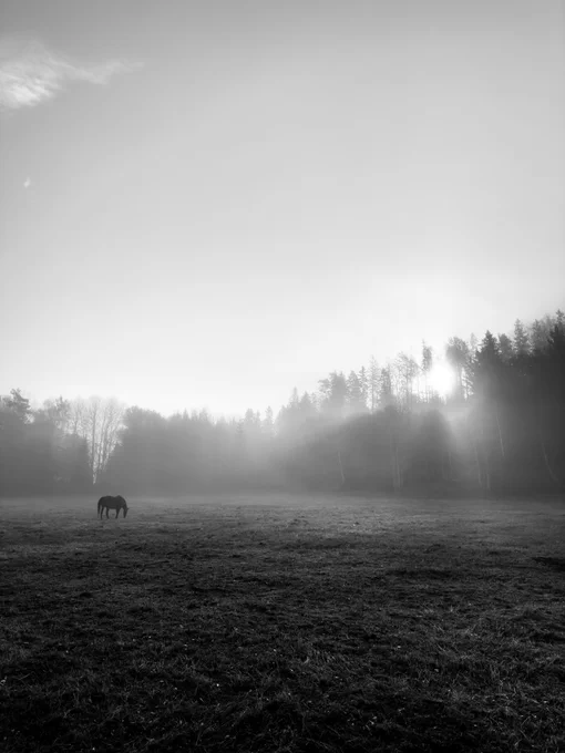 Black and white backlit picture of a horse in the distance on a foggy meadow