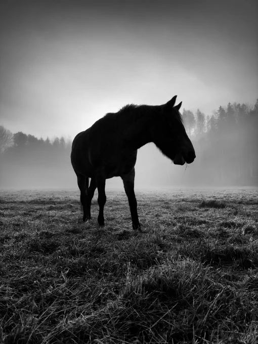 Black and white picture of a horse on a foggy meadow