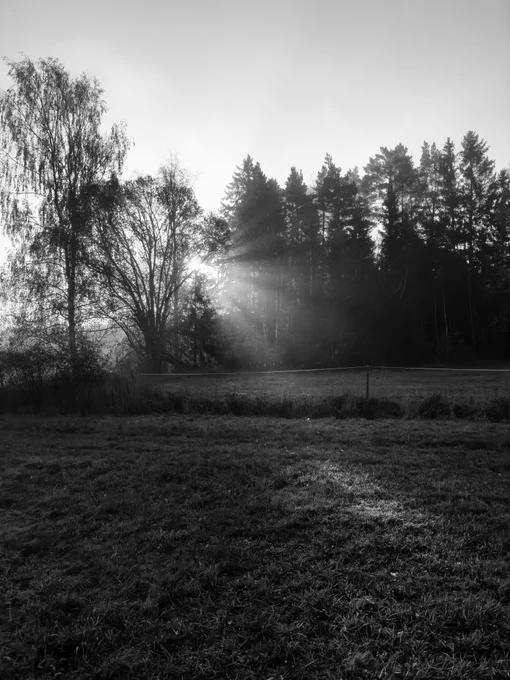 Black and white backlit picture with sun rays streaming through trees