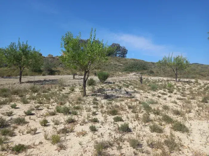 Image: The case study where Diverfarming project experiments crop diversification in almond tree. Credit: Diverfarming