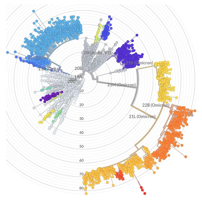 Phylogeny of SARS-CoV-2 variants scaled to divergence.