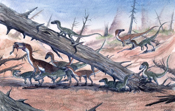 An illustration of 11 Coelophysis dinosaurs of varying sizes and ages scrambling over or standing underneath a giant fallen log. The largest Coelophysis is eating the leg of a crocodylomorph while others look on hungrily.