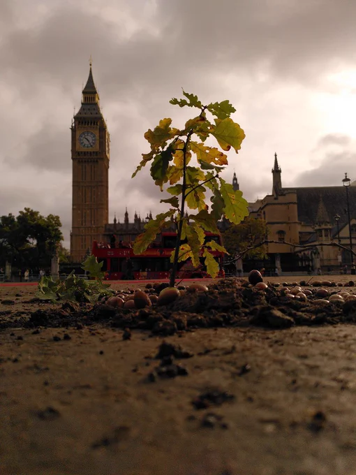A sapling from Kett's Oak, planted in Parliament Square as our commitment to a flourishing, habitable planet. #Keep The Tree 