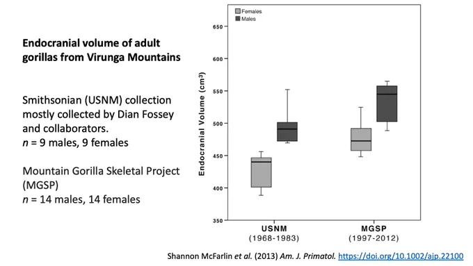 Slide showing a bar graph with early (1968-1983) and later (1997-2012) samples of mountain gorillas from Virunga Mountains. Both male and female samples exhibit an increase of around 40-50 cubic centimeters between samples.